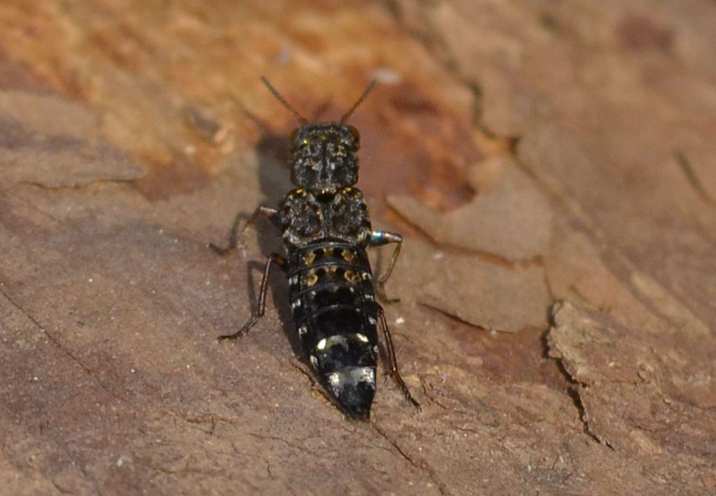 Quale Ontholestes? O. tessellatus, Staphylinidae